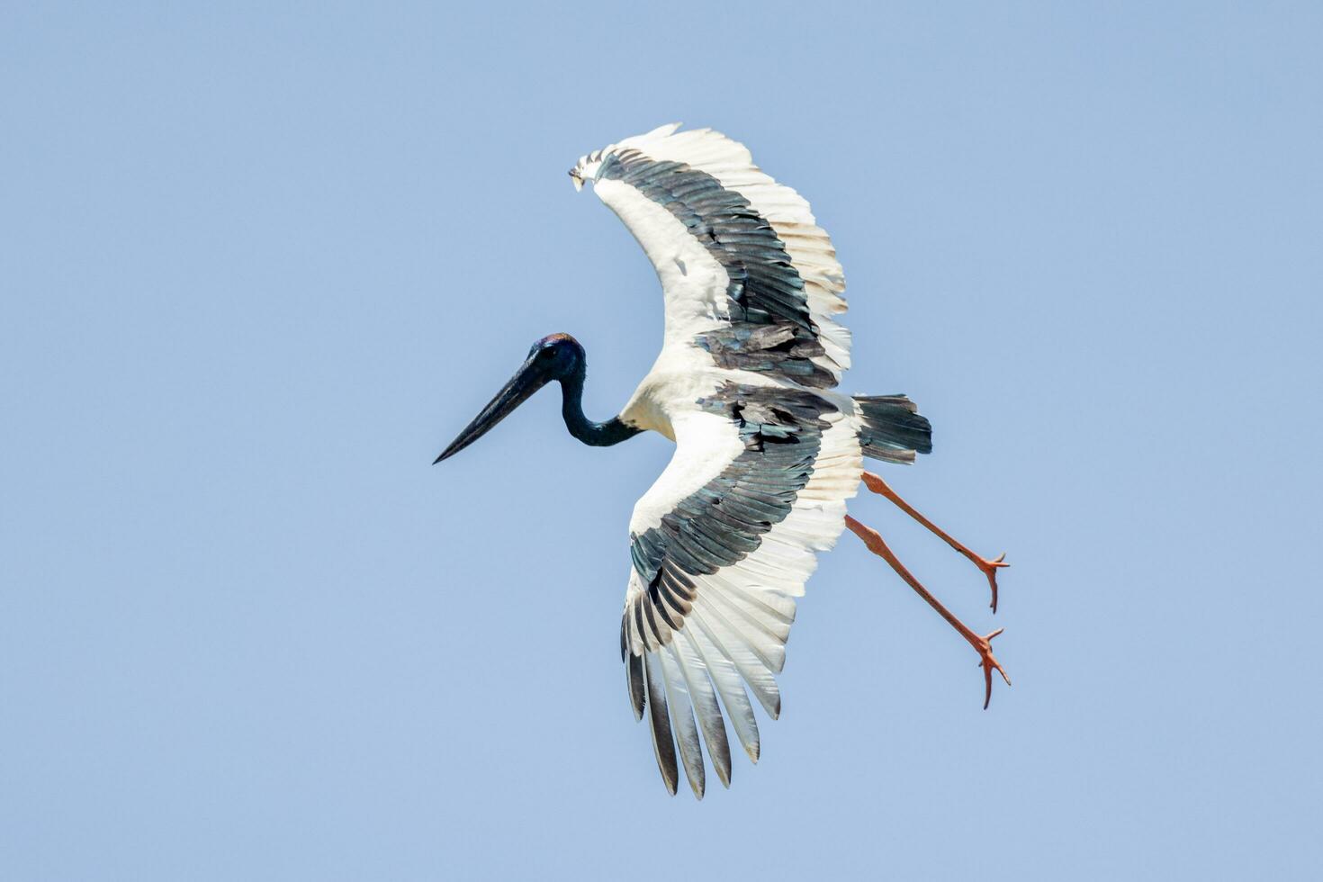 Jabiru Black-necked Stork photo