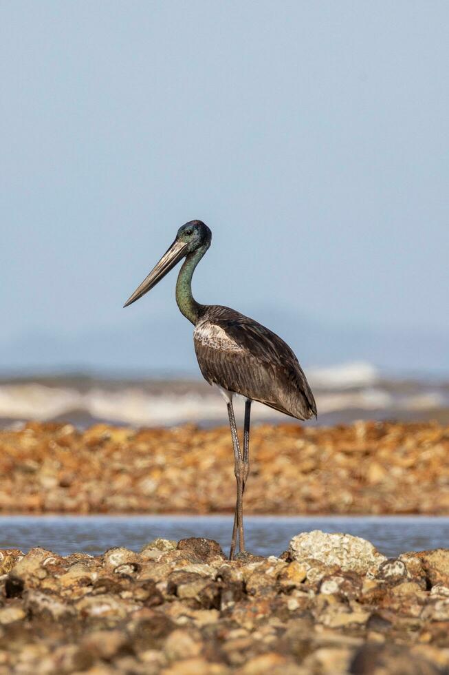 jabiru de cuello negro cigüeña foto