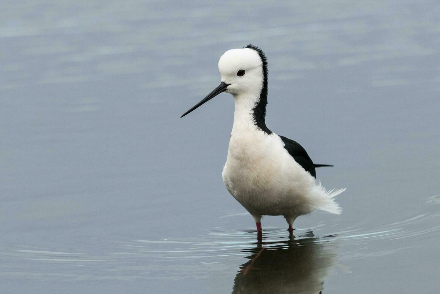 Black-winged Stilt in Australia photo