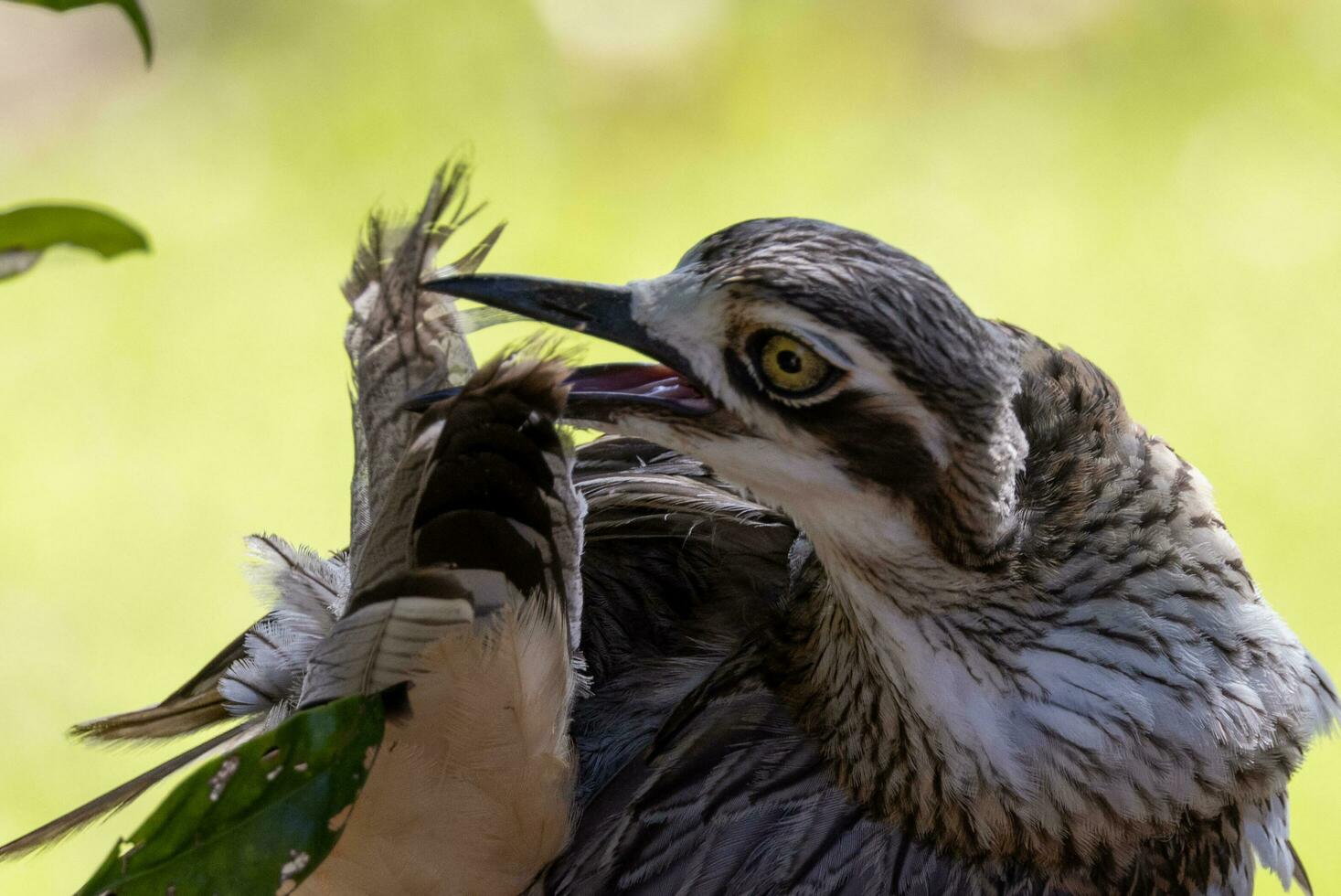 Bush Stone Curlew or Thick Knee photo