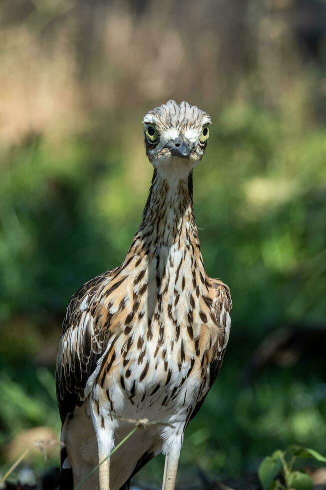 Bush Stone Curlew or Thick Knee photo