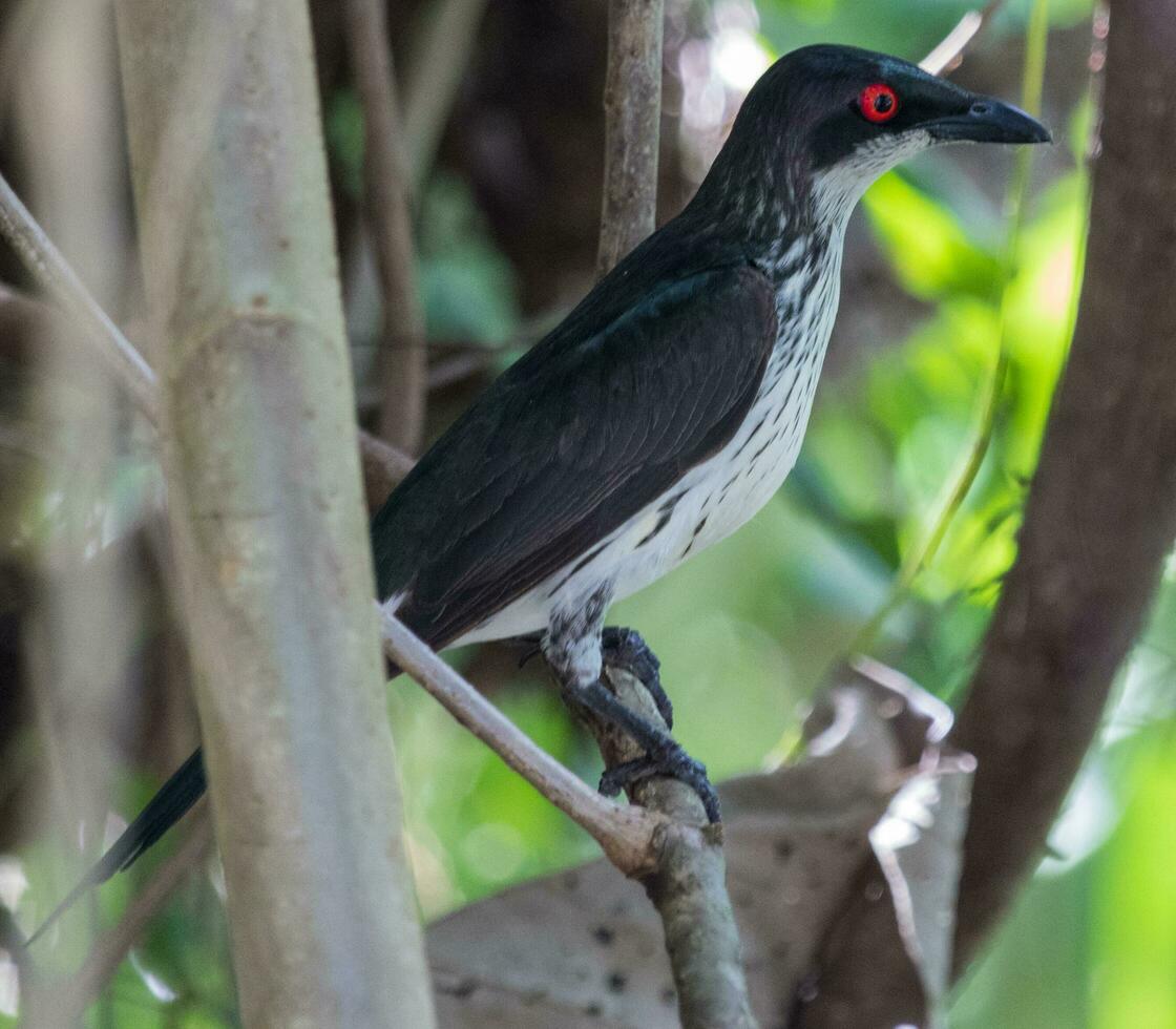 Metallic Starling in Australia photo