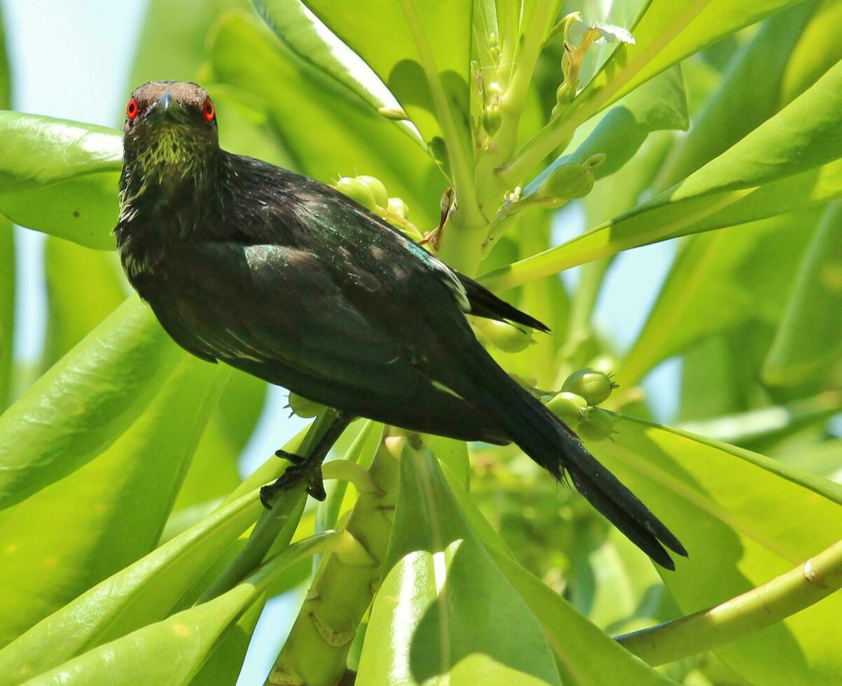 Metallic Starling in Australia photo