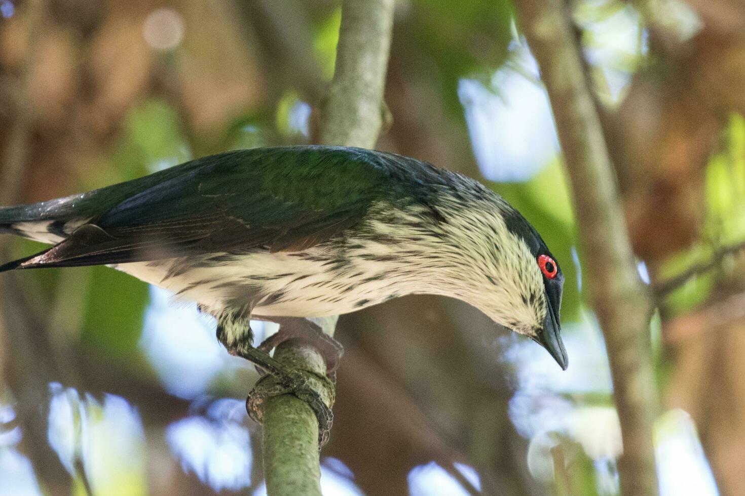 Metallic Starling in Australia photo