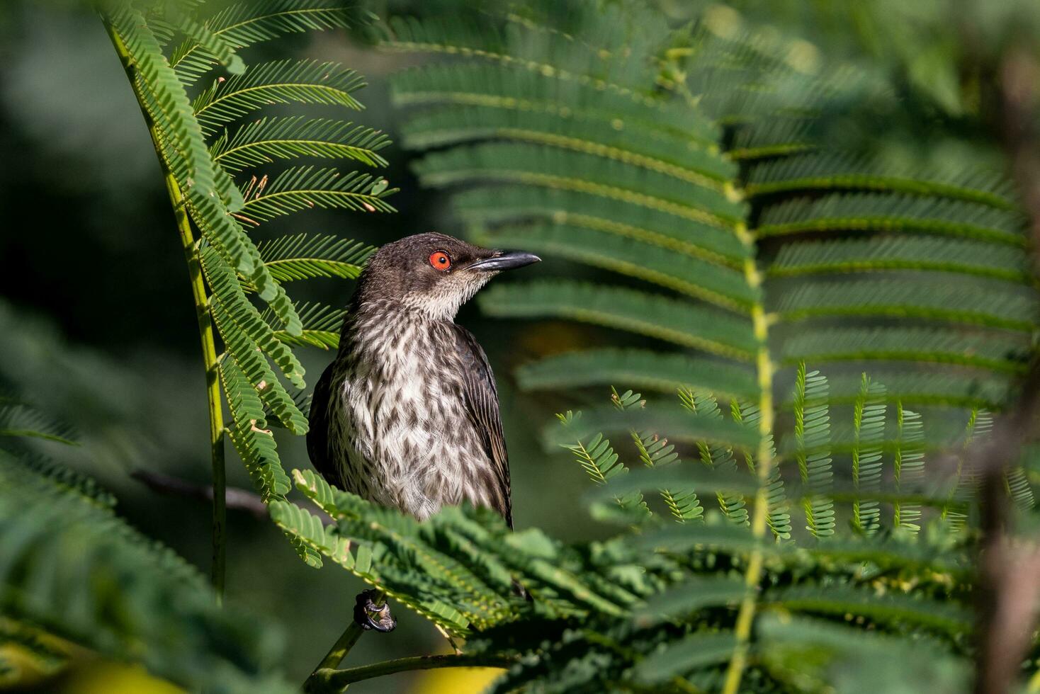 Metallic Starling in Australia photo