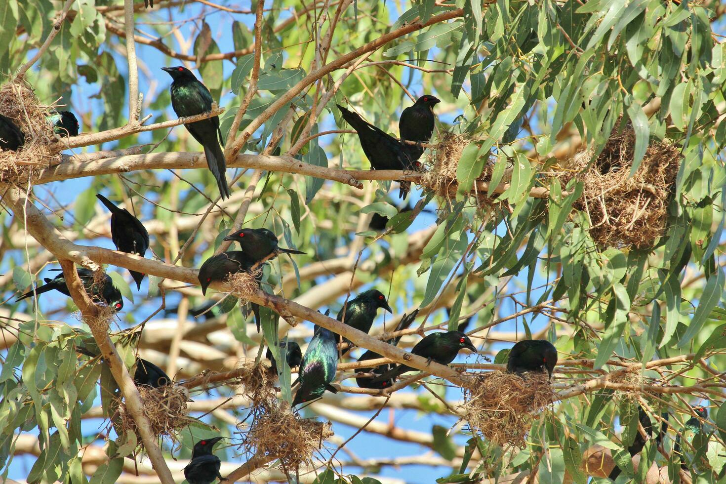 metálico estornino en Australia foto