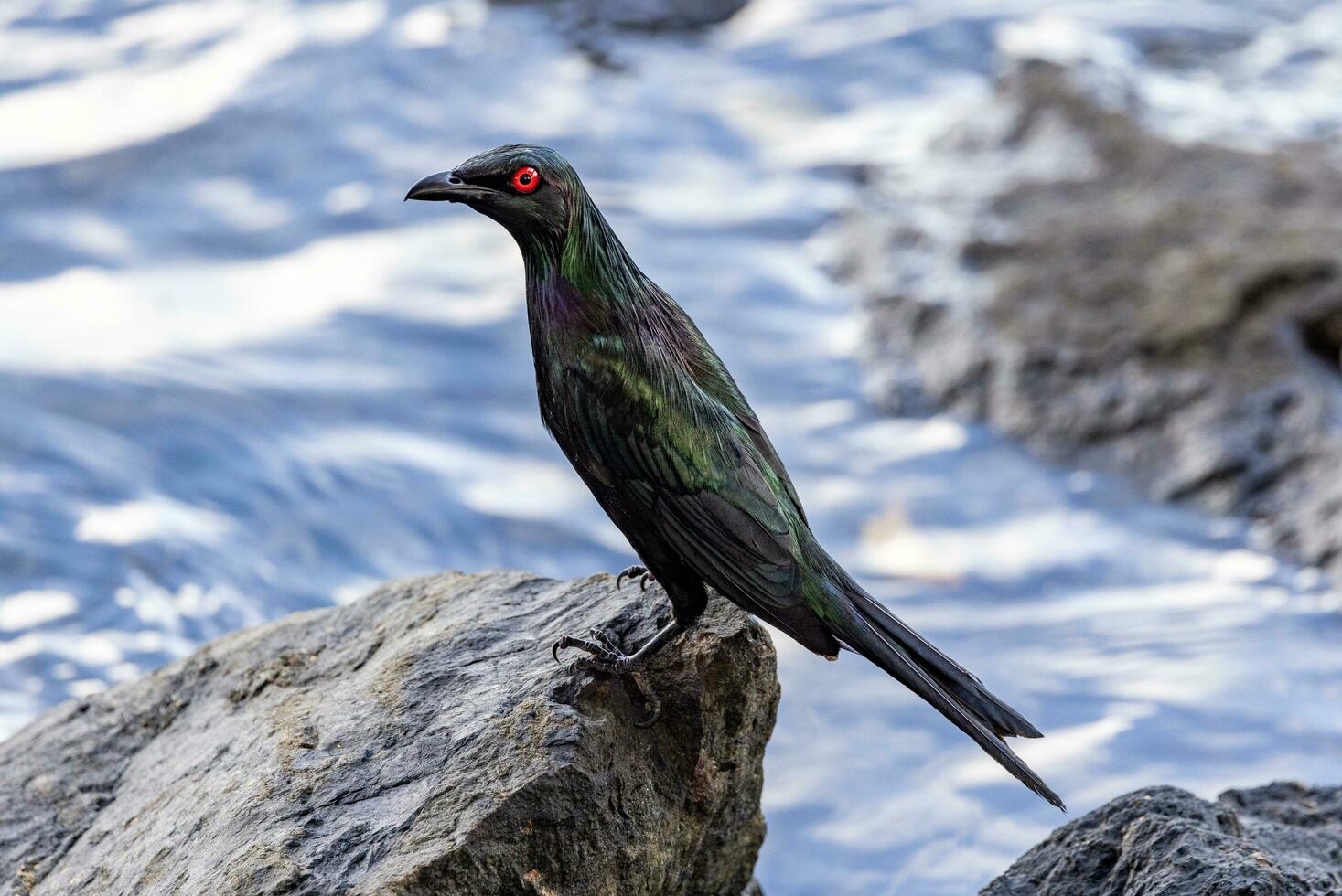 Metallic Starling in Australia photo