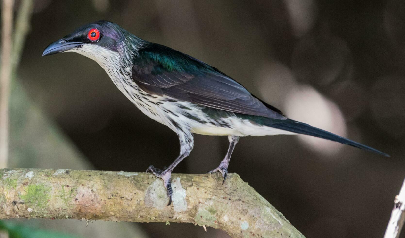 Metallic Starling in Australia photo