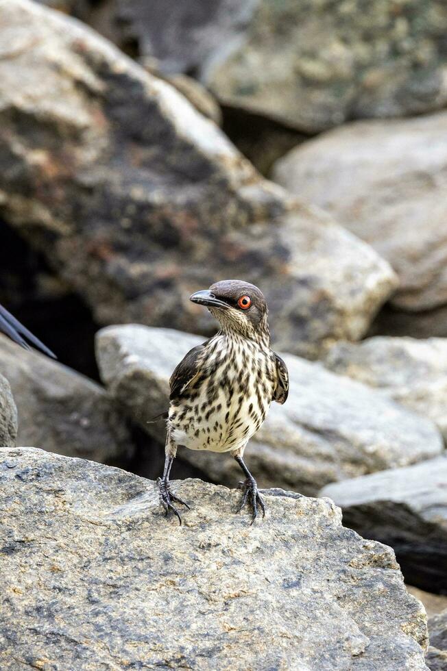 Metallic Starling in Australia photo