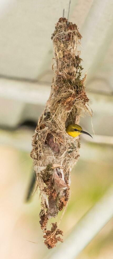 Olive-backed Sunbird in Australia photo