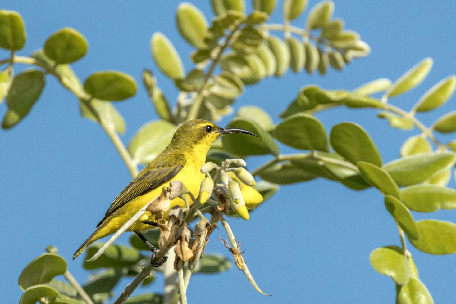 Olive-backed Sunbird in Australia photo