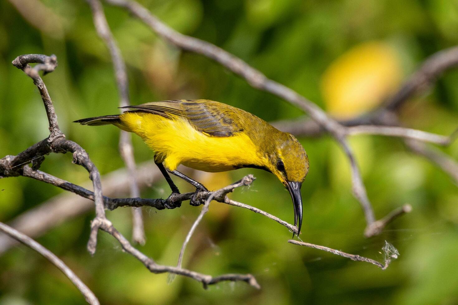 Olive-backed Sunbird in Australia photo