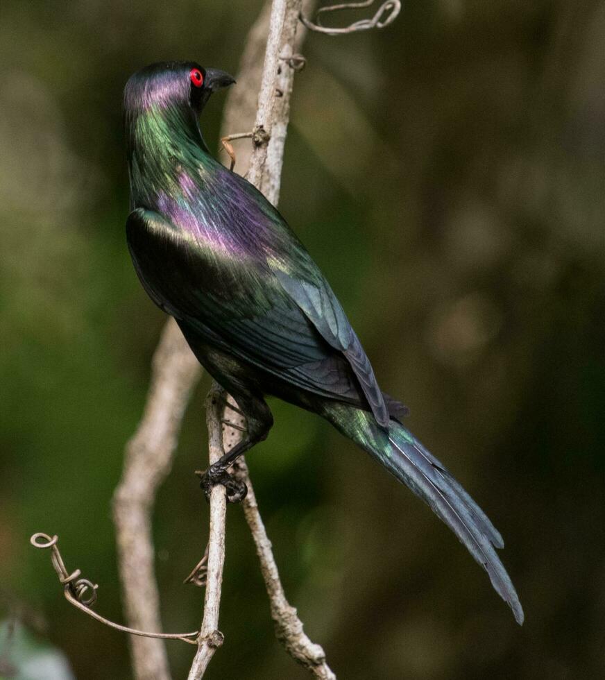 Metallic Starling in Australia photo