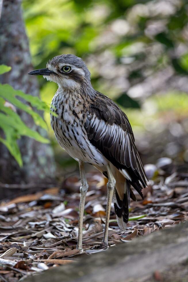 Bush Stone Curlew or Thick Knee photo