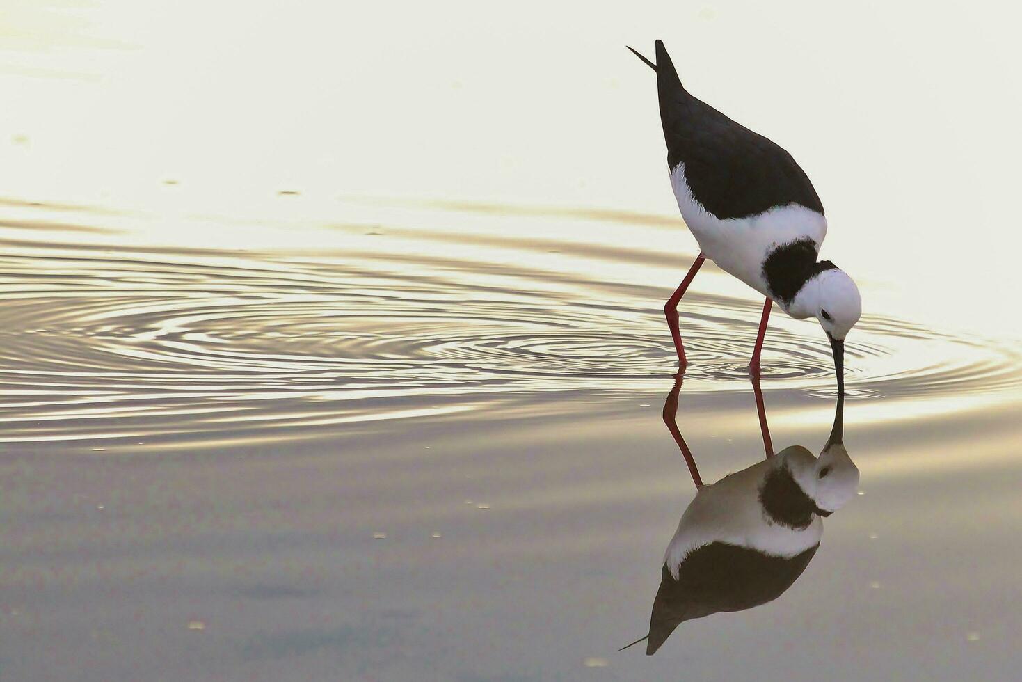 Pied Stilt in Australasia photo