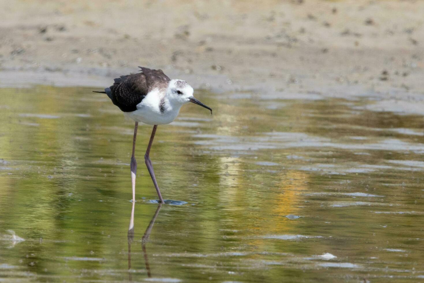 Pied Stilt in Australasia photo