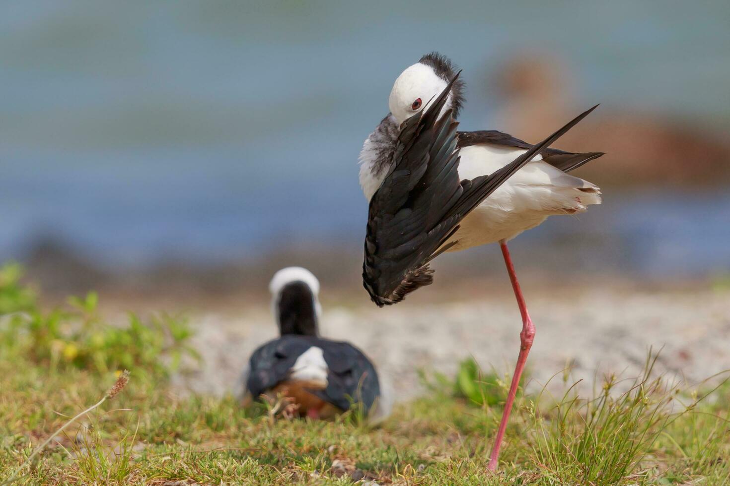 Pied Stilt in Australasia photo