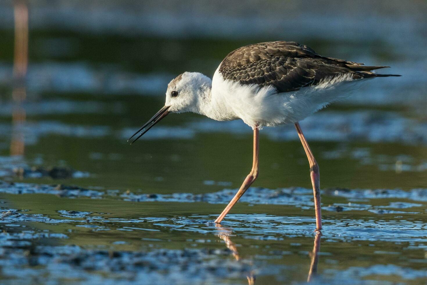 Pied Stilt in Australasia photo