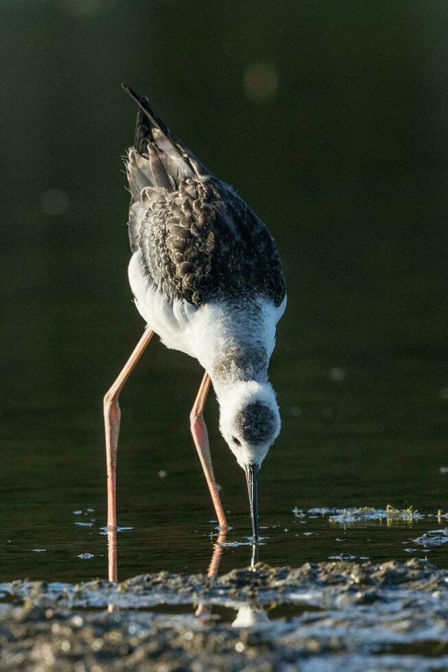 Pied Stilt in Australasia photo