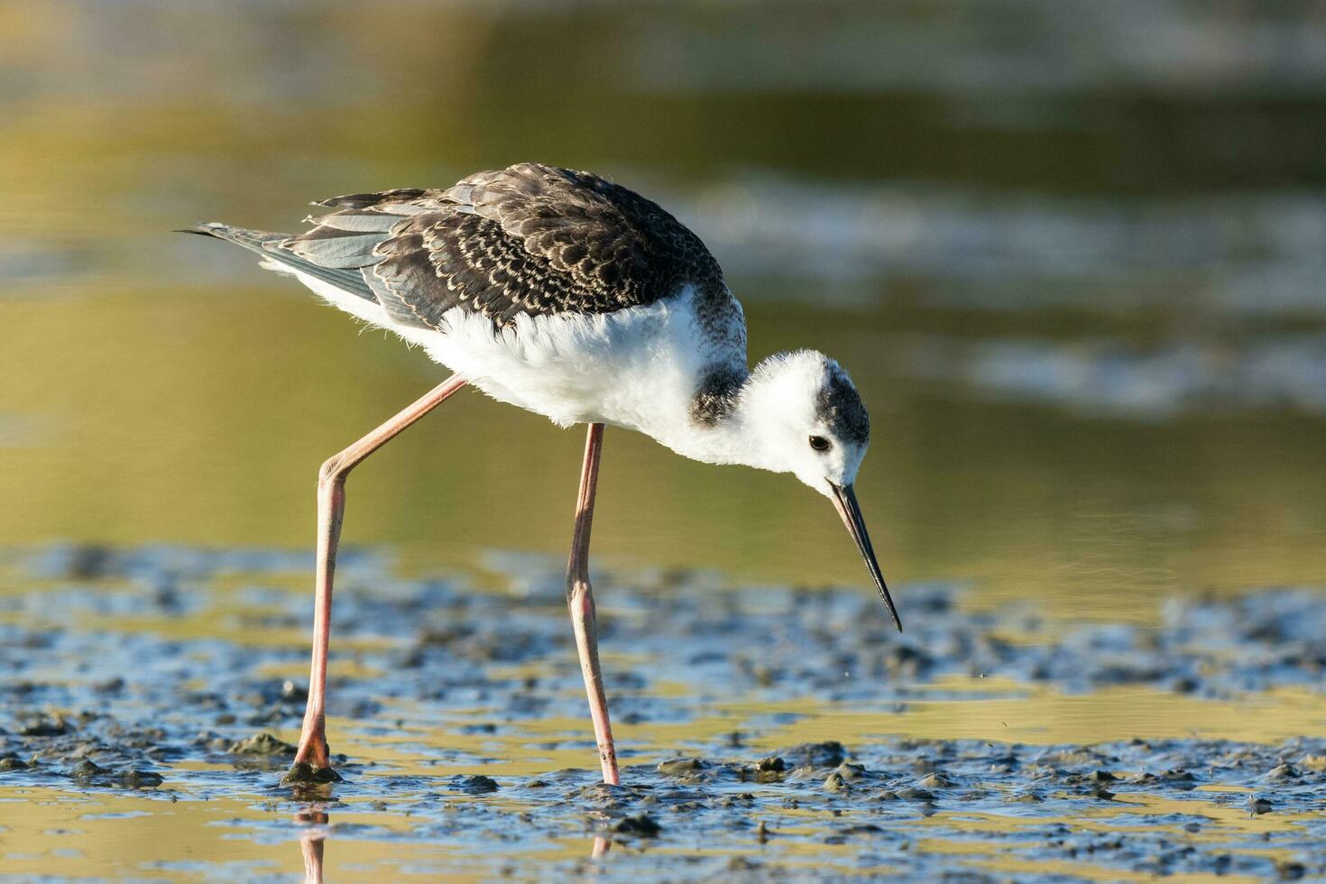 Pied Stilt in Australasia photo