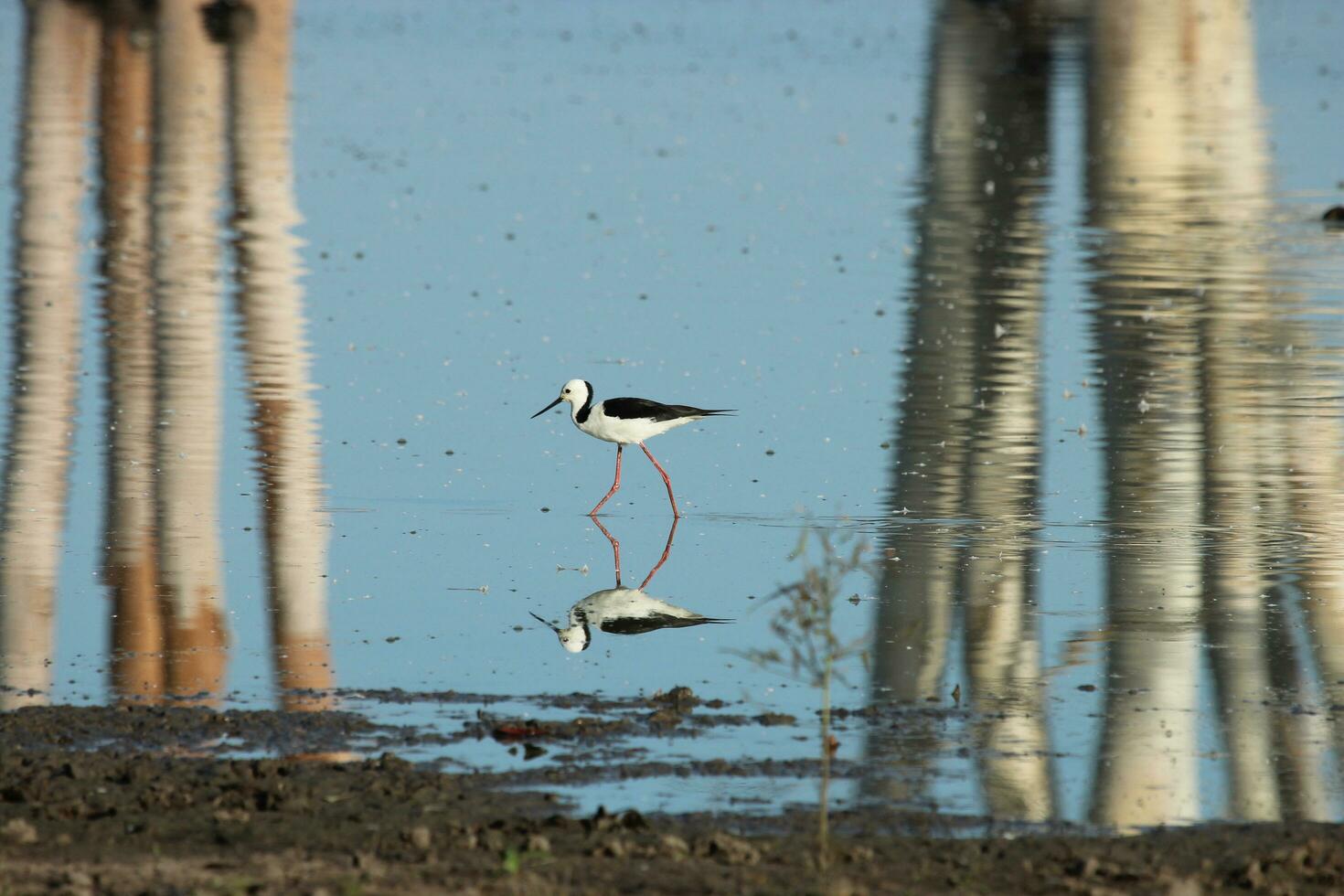 Pied Stilt in Australasia photo