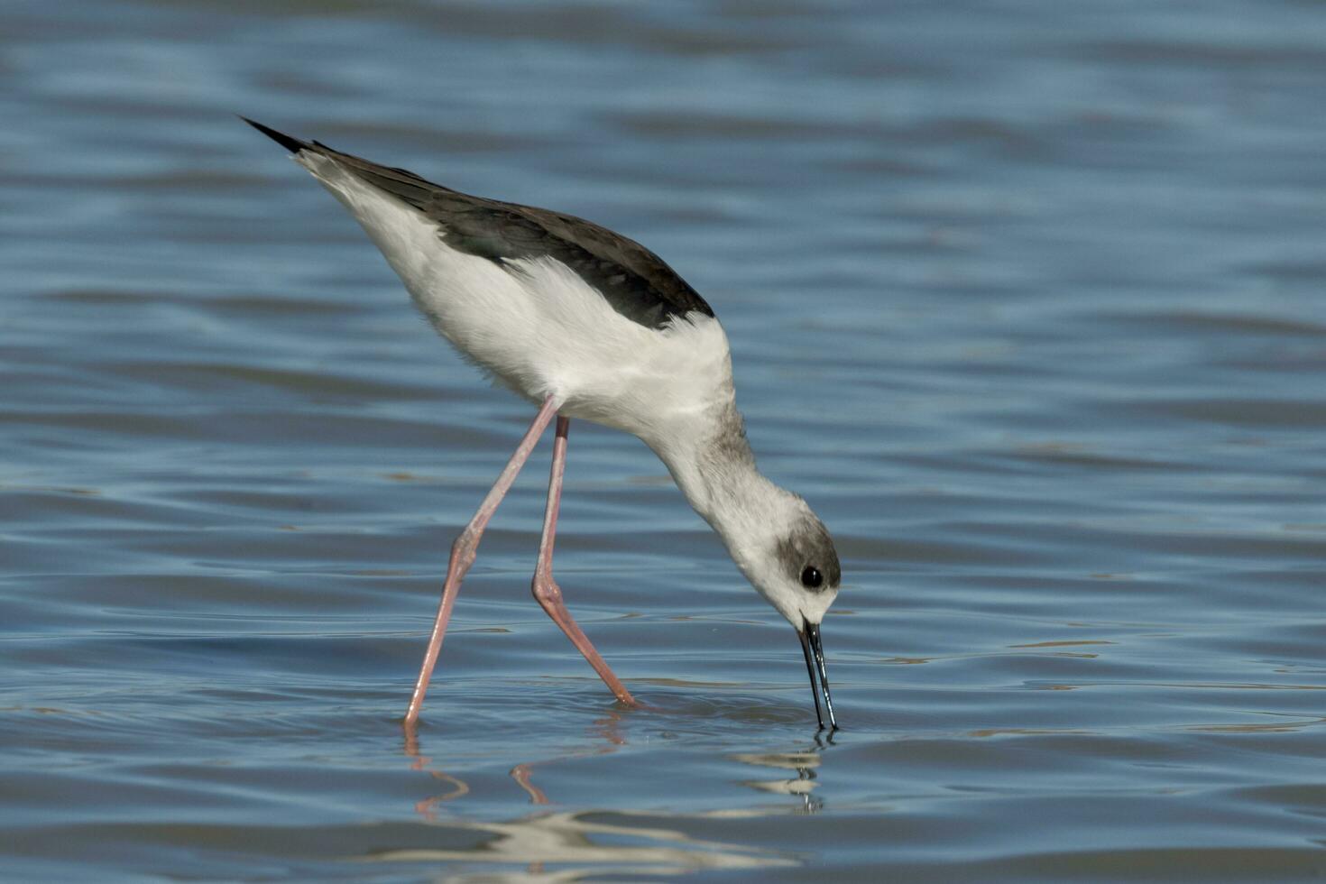 Pied Stilt in Australasia photo