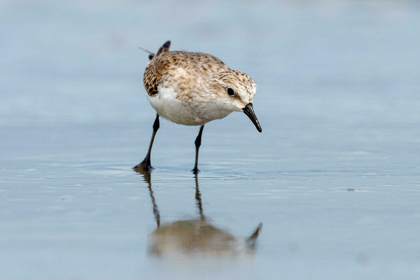 Red-necked Stint in Australasia photo