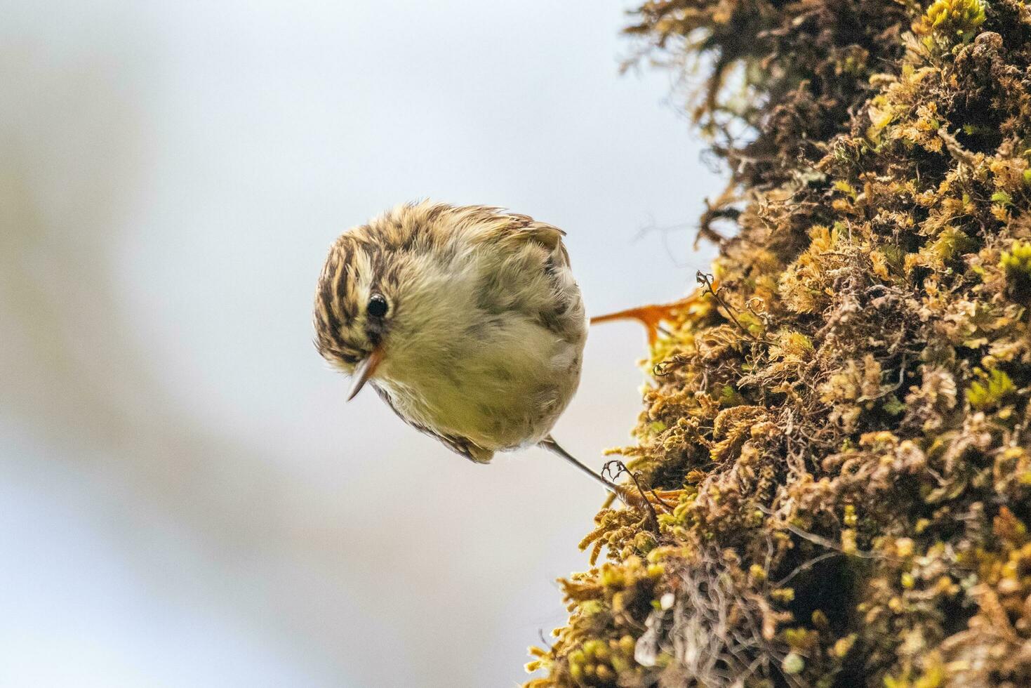 fusilero en nuevo Zelanda foto