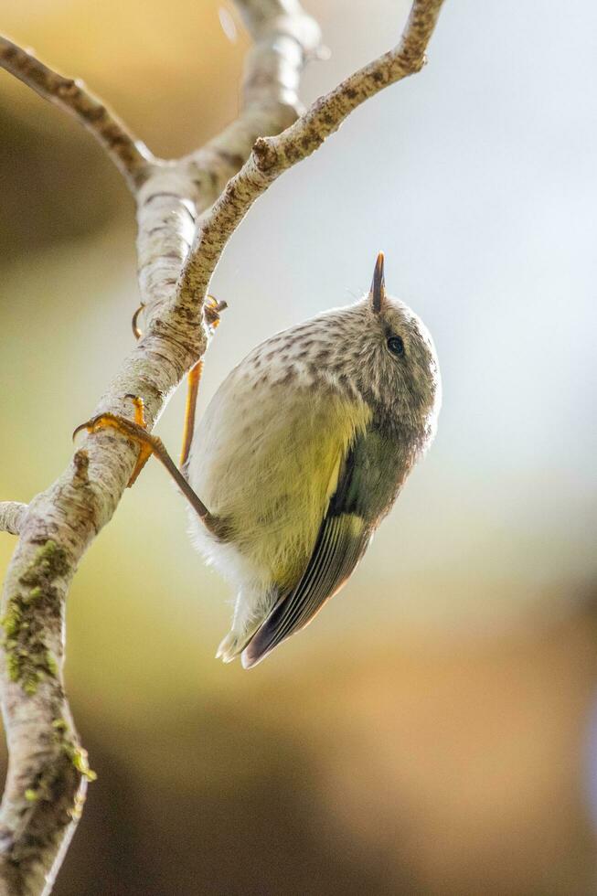 Rifleman in New Zealand photo