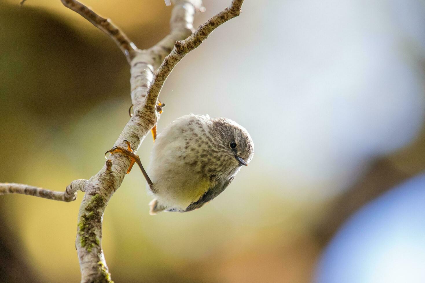 Rifleman in New Zealand photo