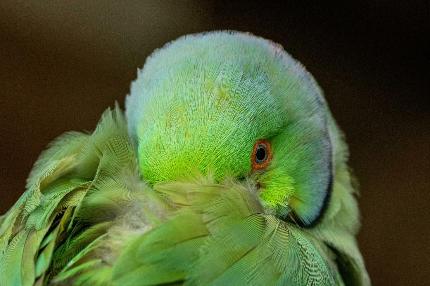 de cuello anillado perico pájaro foto