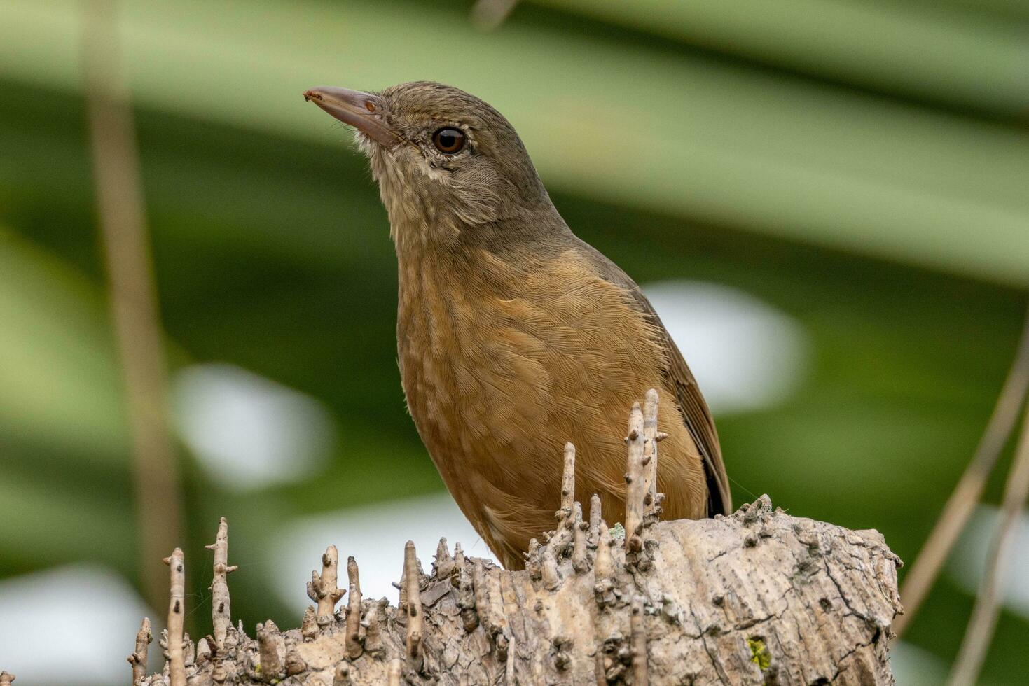 Rufous Shrike-Thrush in Australia photo