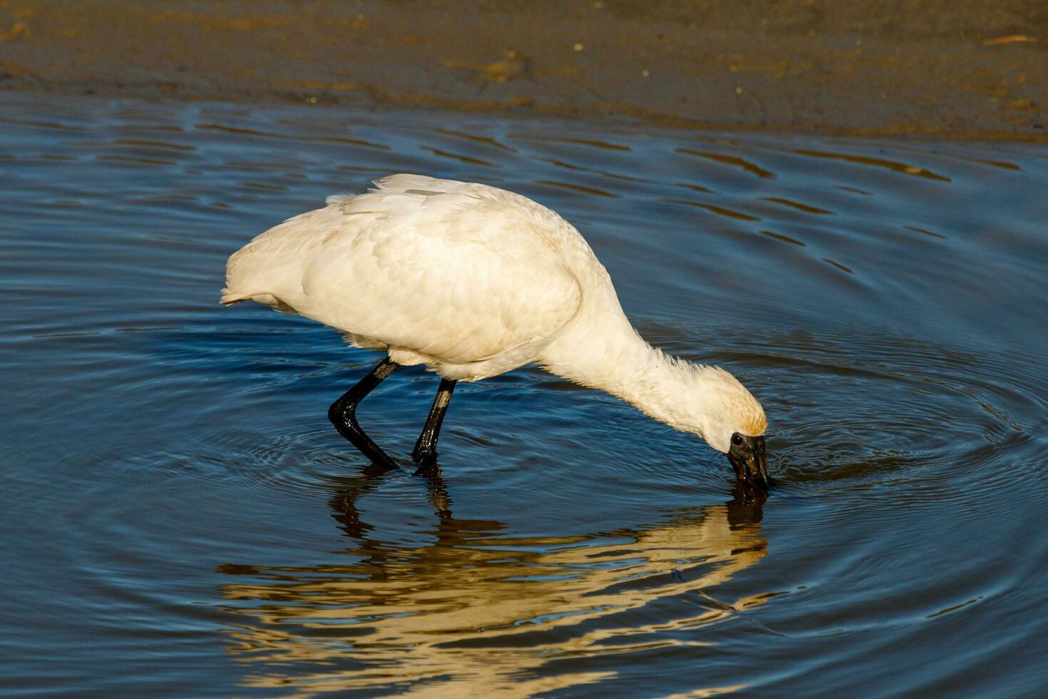 Royal Spoonbill in Australasia photo