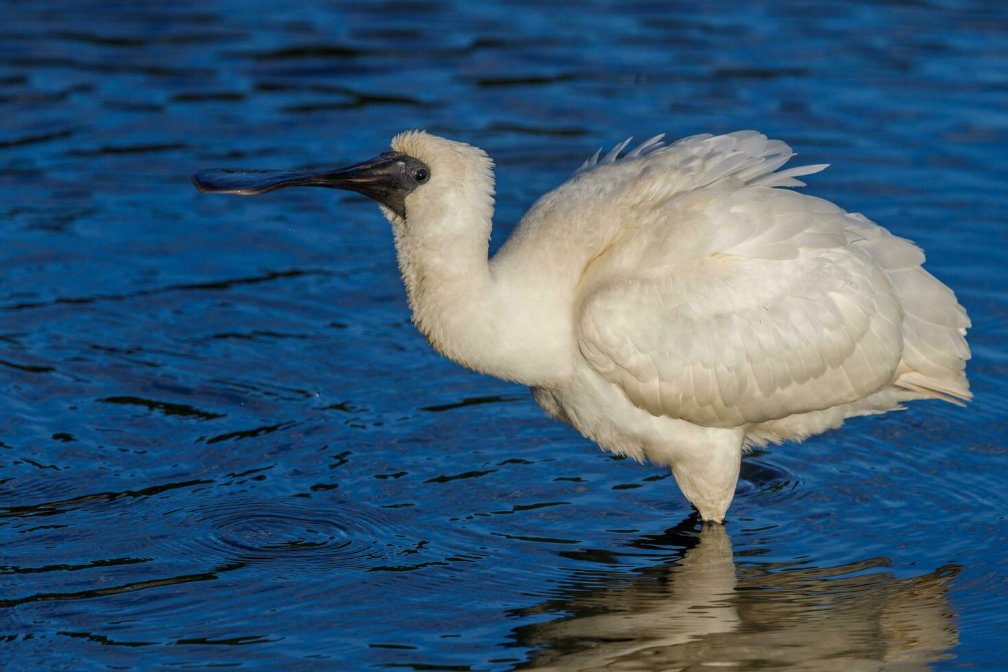 Royal Spoonbill in Australasia photo
