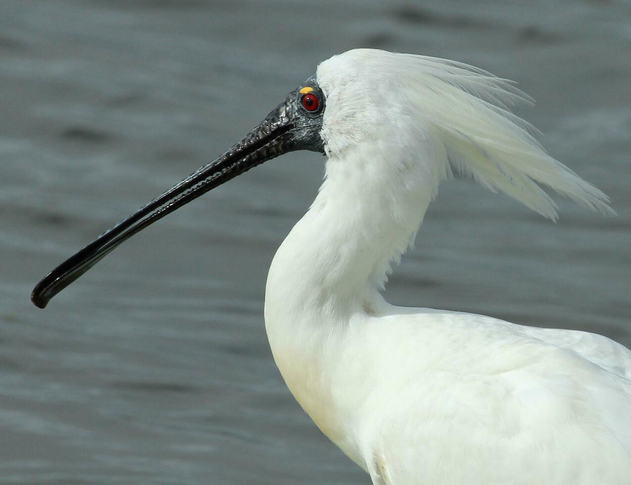 Royal Spoonbill in Australasia photo