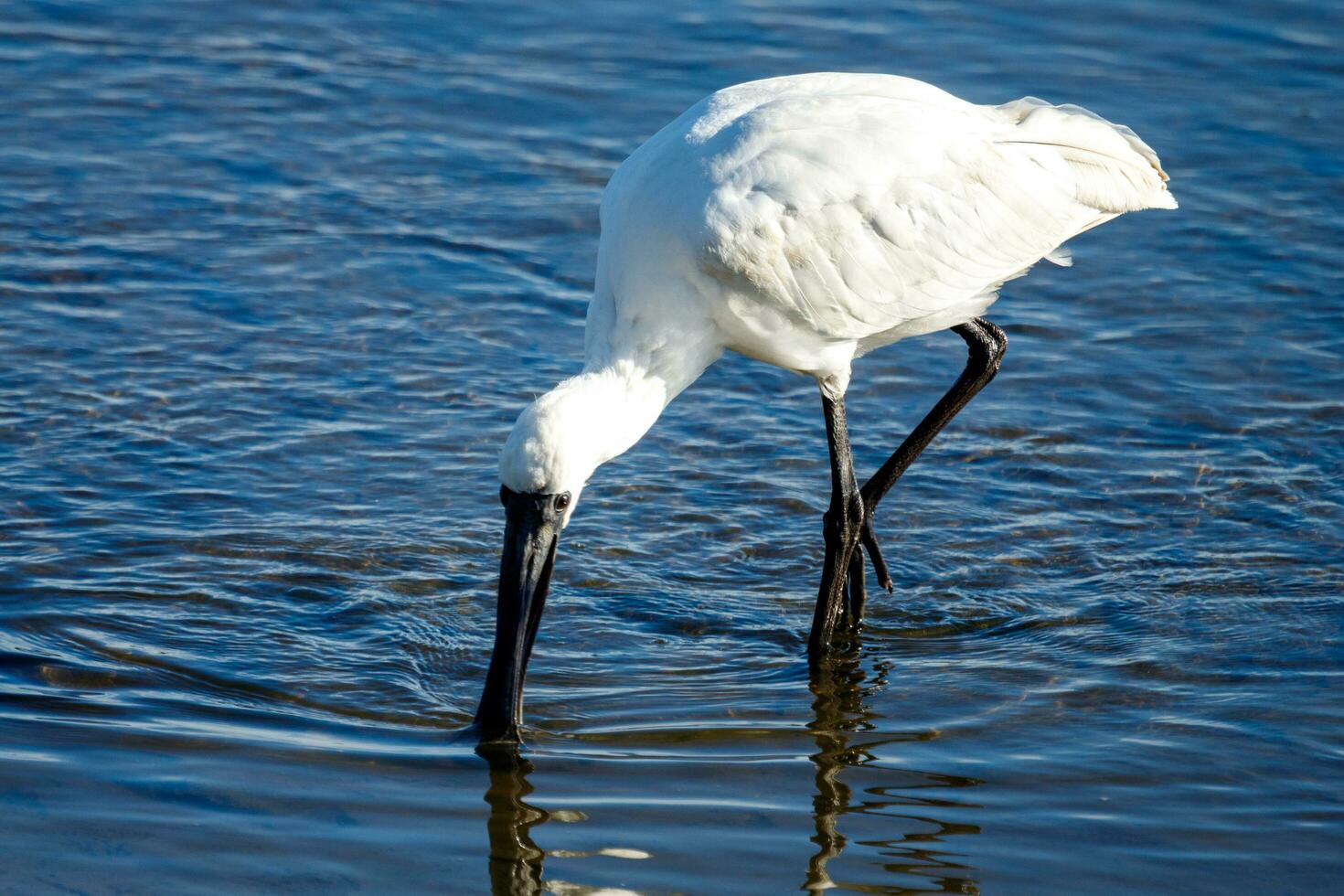 Royal Spoonbill in Australasia photo