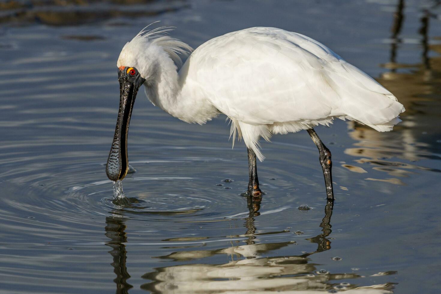 Royal Spoonbill in Australasia photo