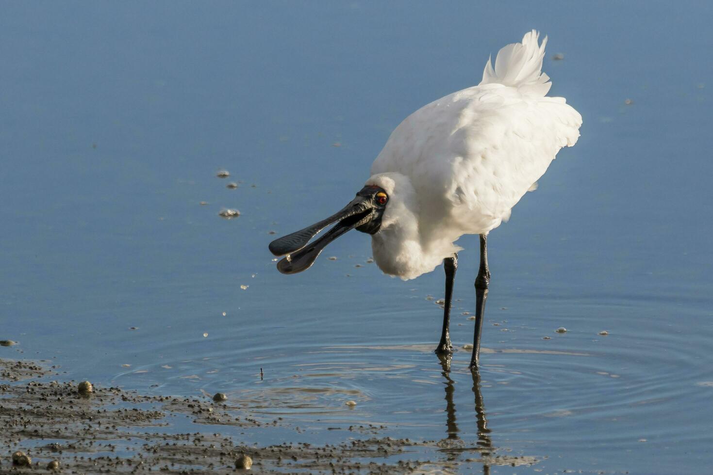 Royal Spoonbill in Australasia photo