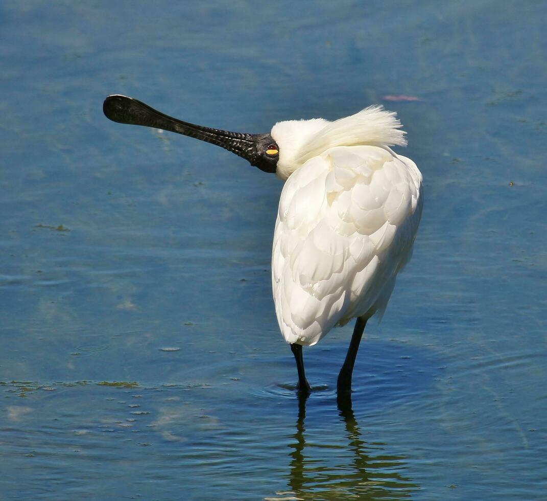 real espátula en australasia foto