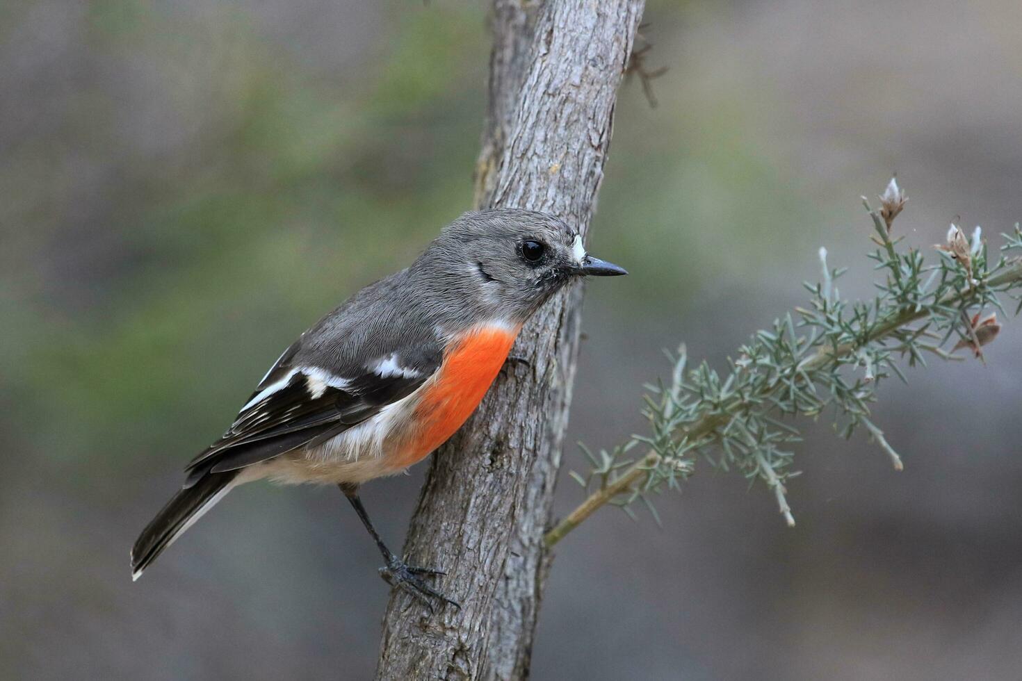 Scarlet Robin in Australia photo