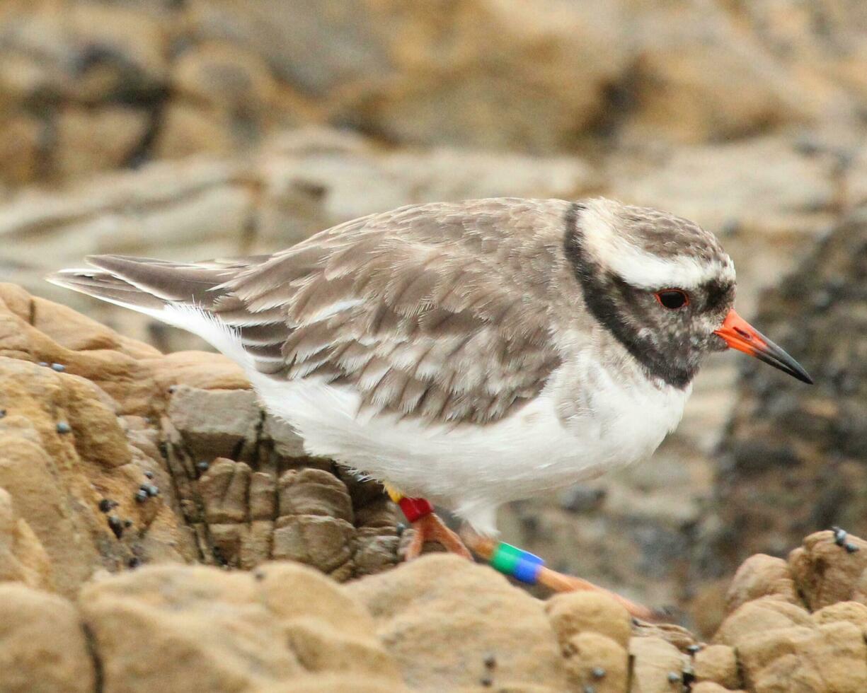 Shore Plover in New Zealand photo