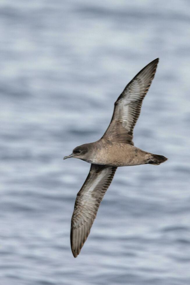 Short-tailed Shearwater in Australasia photo