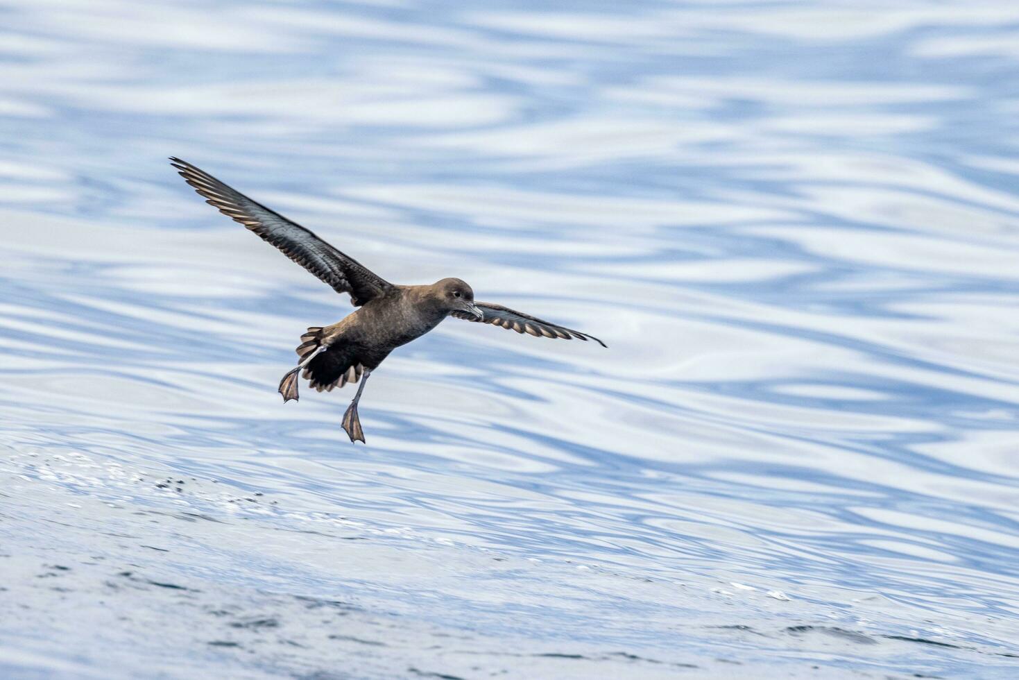 Short-tailed Shearwater in Australasia photo