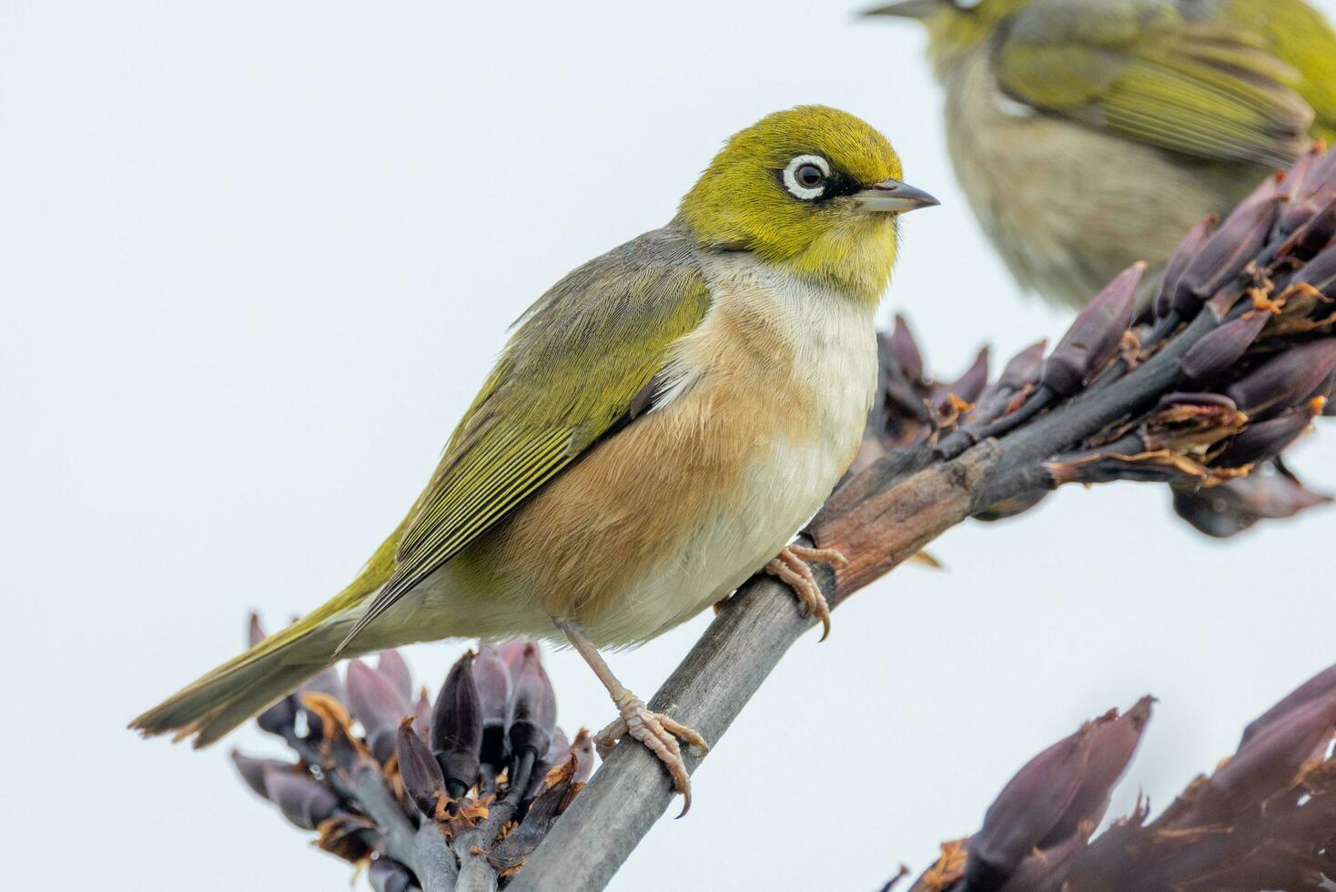 Silvereye in Australasia photo