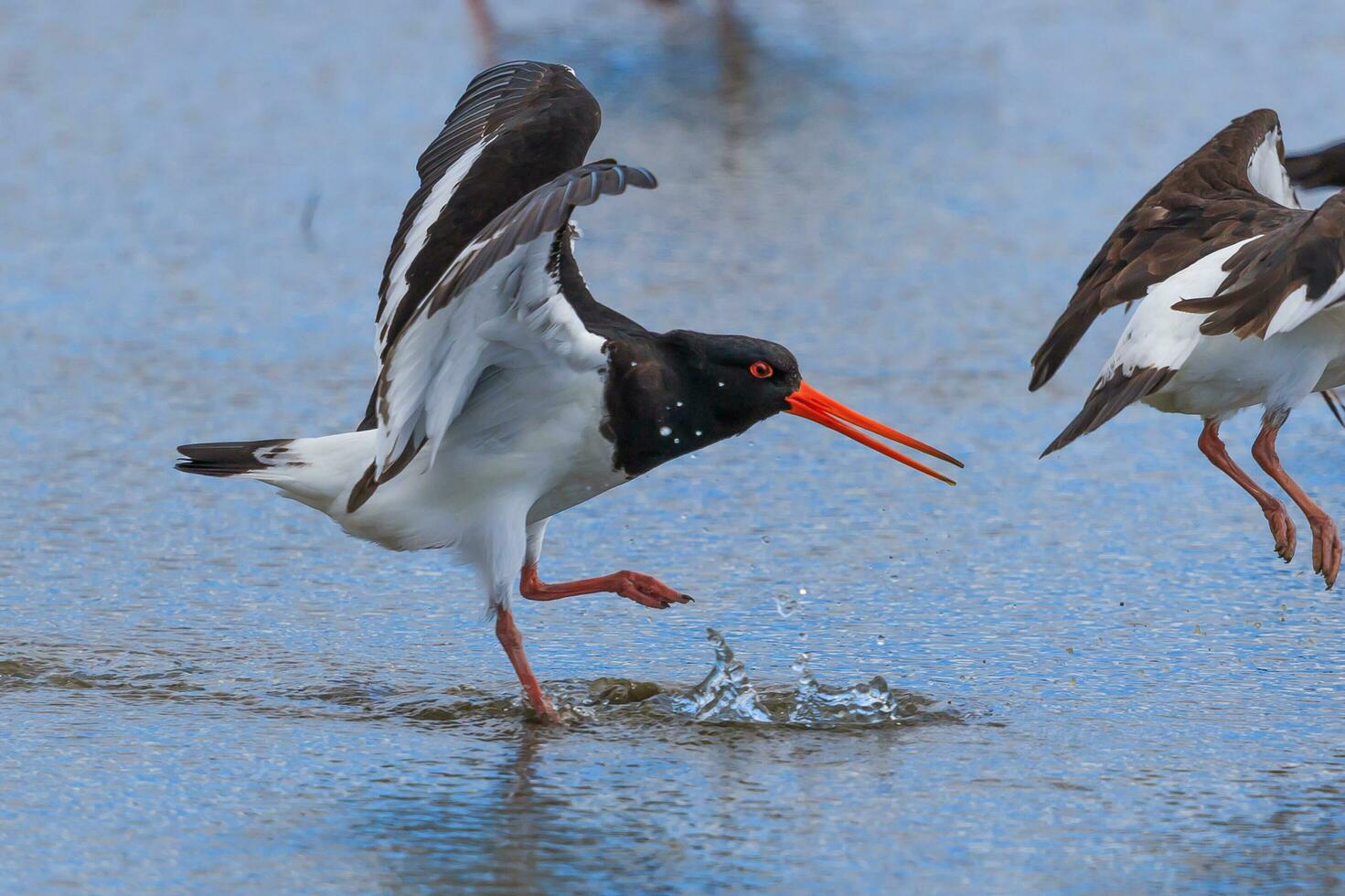 South Island Pied Oystercatcher photo
