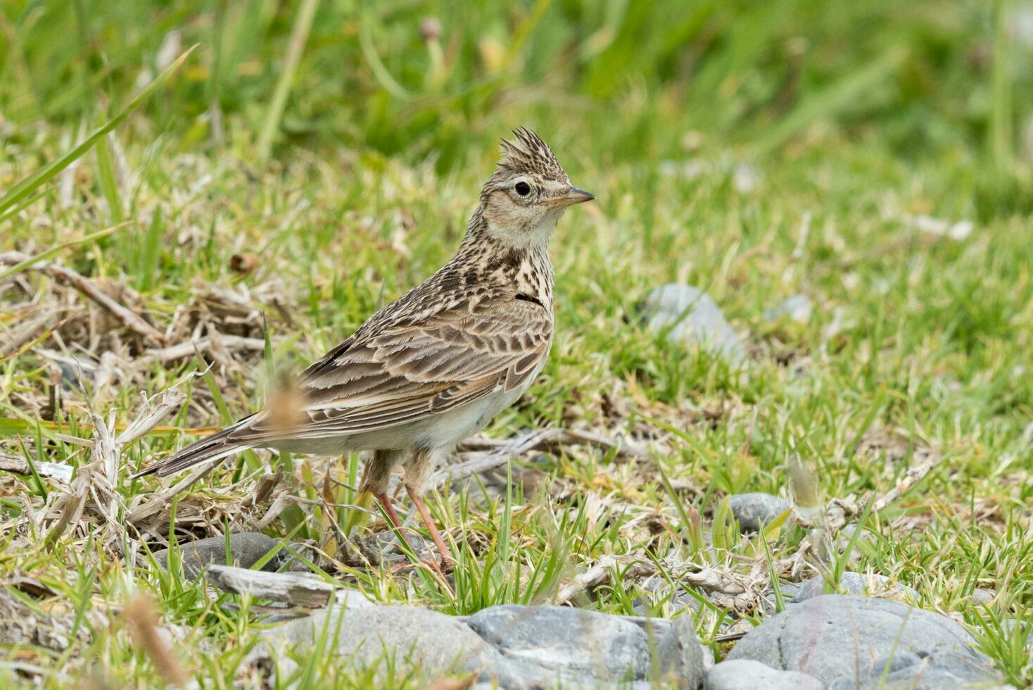 Eurasian Skylark Bird photo