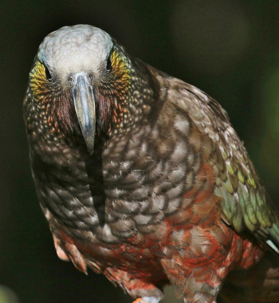 South Island Kaka Parrot photo