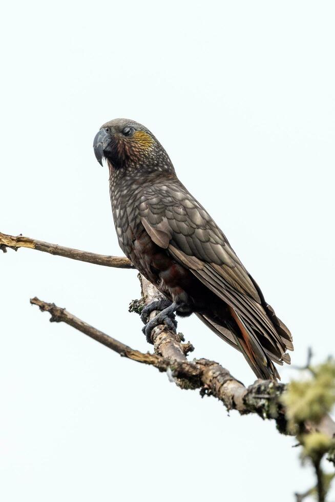 South Island Kaka Parrot photo