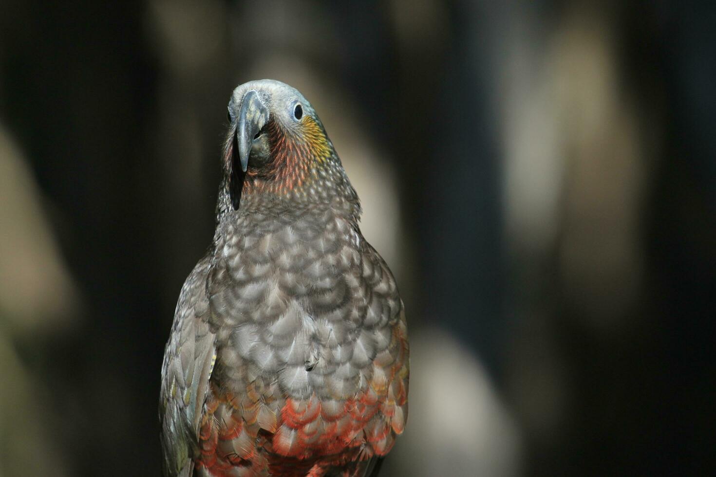 South Island Kaka Parrot photo