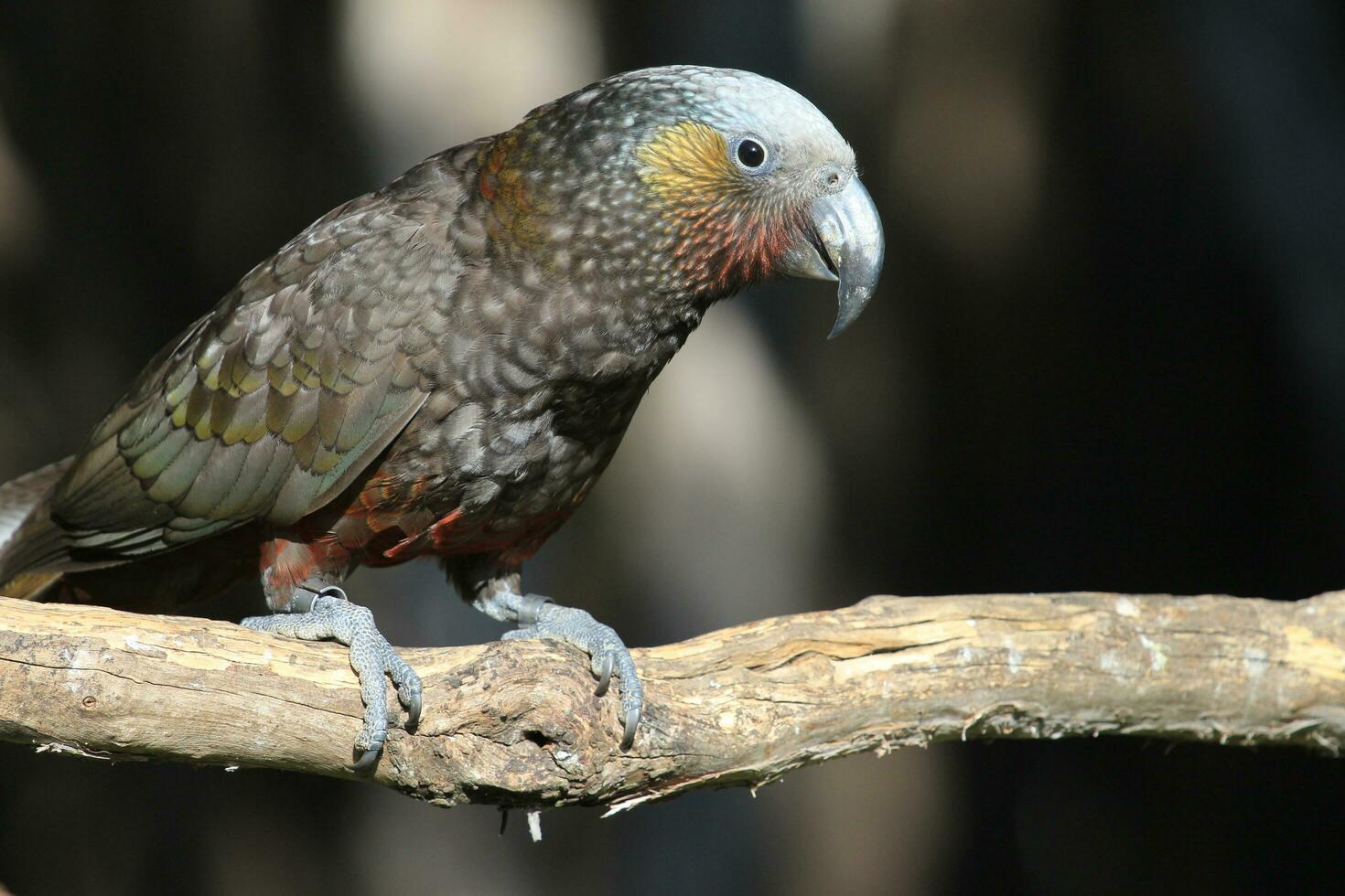 South Island Kaka Parrot photo